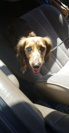 Pet Supply Store «Petco Animal Supplies», reviews and photos, 4209 Wheaton Way, Bremerton, WA 98310, USA