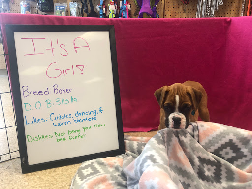 Pet Supply Store «Westland Dog Food Co Inc», reviews and photos, 37687 Ford Rd, Westland, MI 48185, USA