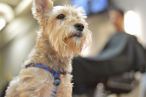 Barber Shop «Royal Razor Barbershop», reviews and photos, 304 W Baltimore St, Baltimore, MD 21201, USA