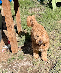 Golden Paws Pet Sitting Service, LLC - Photo 3 - Car repair in , Salt Lake City