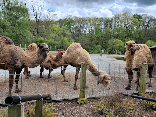 Zoo «Living Treasures Animal Park», reviews and photos, 288 PA-711, Jones Mills, PA 15646, USA