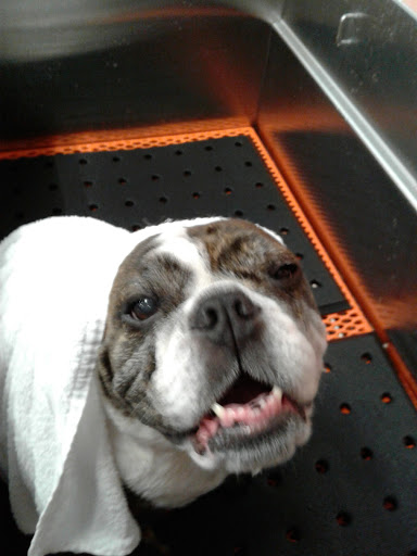 Pet Supply Store «Petco Animal Supplies», reviews and photos, 157-20 Cross Bay Blvd, Howard Beach, NY 11414, USA