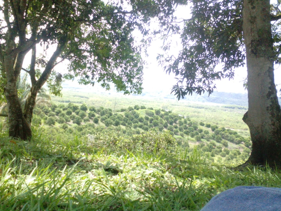 Estación Caicedonia