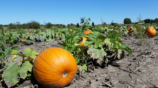 Christmas Tree Farm «Piney Acres», reviews and photos, 1115 E 1000 N, Fortville, IN 46040, USA