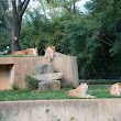 Great Cats Exhibit/Lion and Tiger Hill