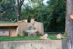 Great Cats Exhibit/Lion and Tiger Hill