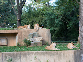 Great Cats Exhibit/Lion and Tiger Hill