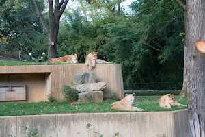 Great Cats Exhibit/Lion and Tiger Hill image
