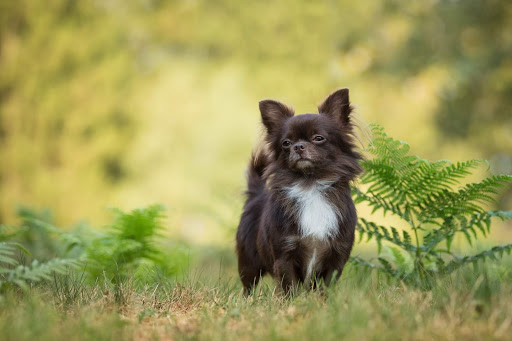 Chihuahua-Zucht 