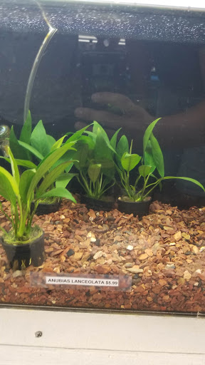 Pet Store «Pet Town», reviews and photos, 7804 Florence Ave, Downey, CA 90240, USA