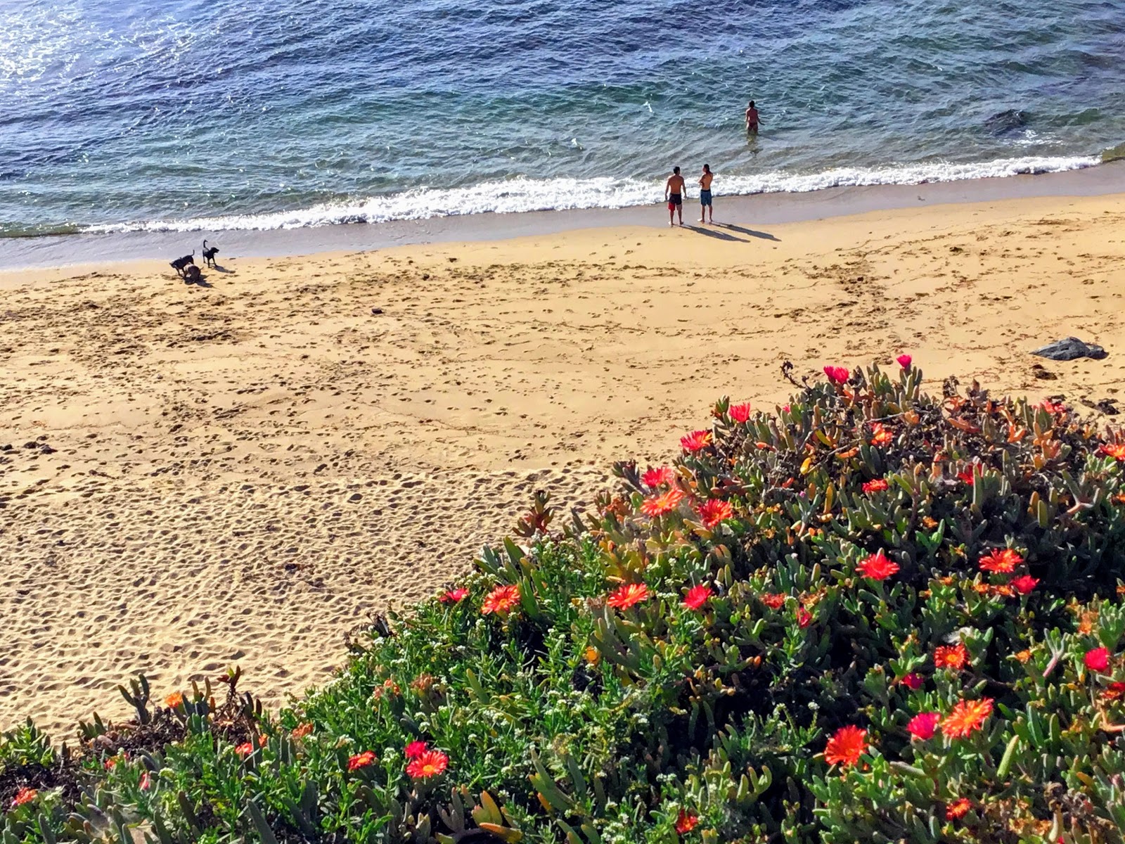 Fotografie cu Sunset Cliffs beach cu nivelul de curățenie înalt