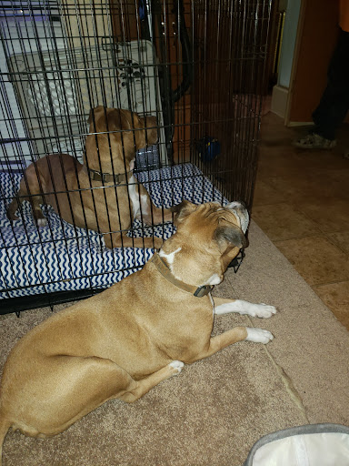 Hampshire Animal Hospital image