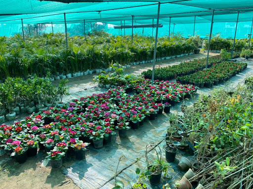 Mamta Rose Nursery
