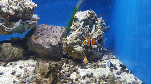 Pet Store «Fish Aquariums & Stuff», reviews and photos, 6112 W Fairview Ave, Boise, ID 83704, USA