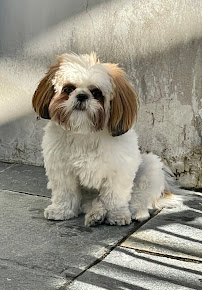 Wag & Purr Pet Sitting - Photo 9 - Car repair in Arvada, CO, Lakewood