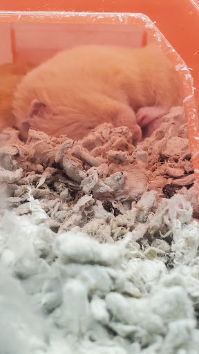 Pet Supply Store «Petco Animal Supplies», reviews and photos, 2515 Corridor Way #3, Coralville, IA 52241, USA