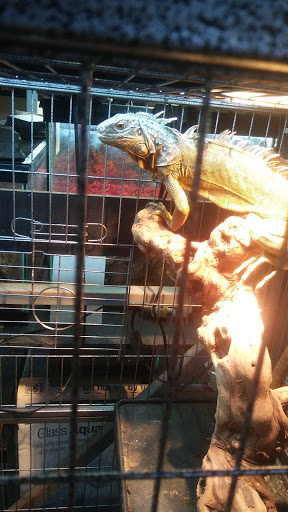 Pet Store «Wet Pet & Reptile Center», reviews and photos, 429 Eastern Blvd, Essex, MD 21221, USA