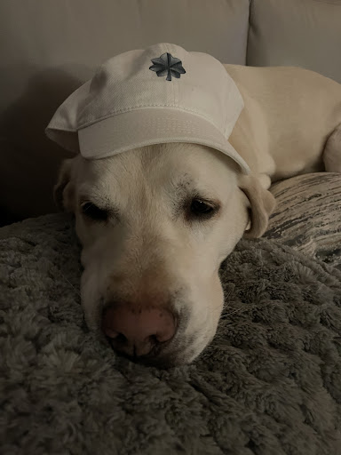 Monroe Town and Country Veterinary Hospital image