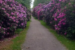 Rhododendron Allee Schloss Hagenburg image