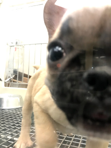 Pet Store «Petland Vineyard - San Antonio», reviews and photos, 1309 North Loop 1604 W #101, San Antonio, TX 78258, USA