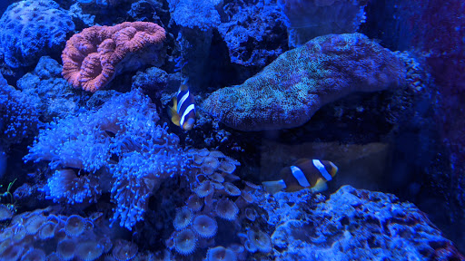 Tropical Fish Store «Tropical Fish World», reviews and photos, 11365 San Pablo Ave, El Cerrito, CA 94530, USA