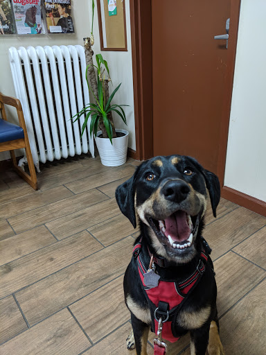 Animal Hospital «Blue Cross Pet Hospital», reviews and photos