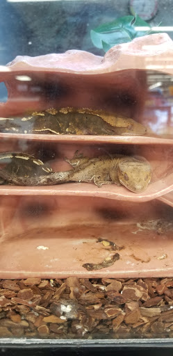 Pet Supply Store «Petco Animal Supplies», reviews and photos, 848 N Colony Rd c, Wallingford, CT 06492, USA