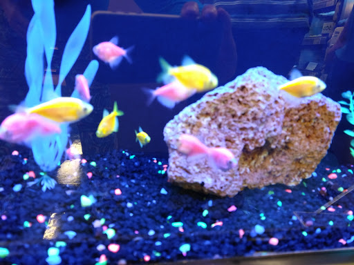 Pet Supply Store «Petco Animal Supplies», reviews and photos, 901 W Indiantown Rd #30, Jupiter, FL 33458, USA