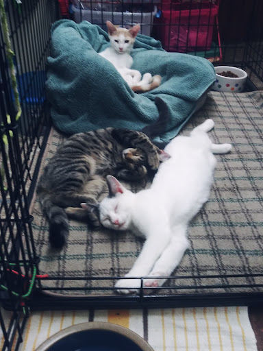 Pet Groomer «The Wagging Tail Pet Nutrition Center», reviews and photos, 337 U.S. 9, Cape May, NJ 08204, USA