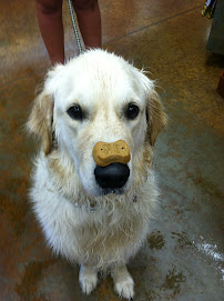 Northwest Pets Boise (Overland) - Photo 3 - Car repair in Boise, ID, Boise