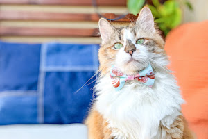 Whiskerful (E-commerce Pet Accessories)