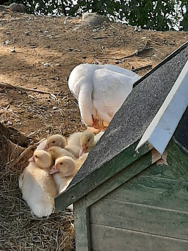 Küçük Resim 1