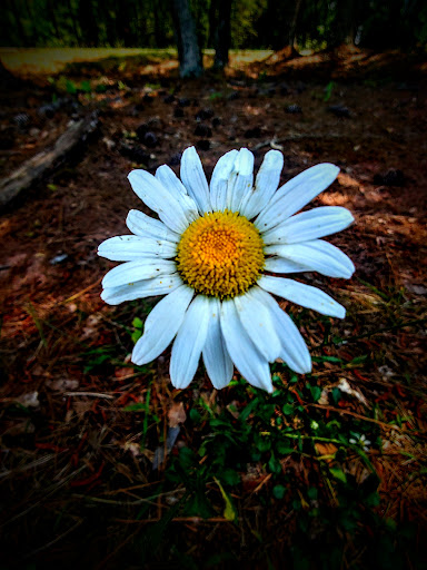 Non-Profit Organization «Dauset Trails Nature Center», reviews and photos, 360 Mt Vernon Church Rd, Jackson, GA 30233, USA