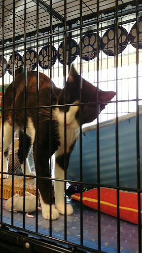 Pet Store «Pet Valu», reviews and photos, 7164 Ridge Ave, Philadelphia, PA 19128, USA