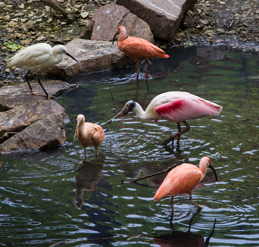 Zoo «Simmons Aviary», reviews and photos, 3701 S 10th St, Omaha, NE 68107, USA