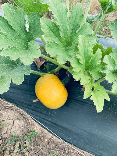 Produce Market «Berry Patch Farms», reviews and photos, 13785 Potomac St, Brighton, CO 80601, USA