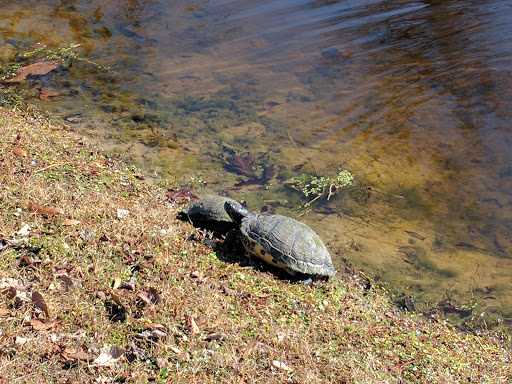 Golf Course «Shadowmoss Plantation Golf Club», reviews and photos, 20 Dunvegan Dr, Charleston, SC 29414, USA