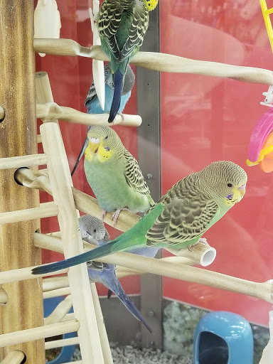 Pet Supply Store «Petco Animal Supplies», reviews and photos, 2765 Papermill Rd G-1, Reading, PA 19610, USA