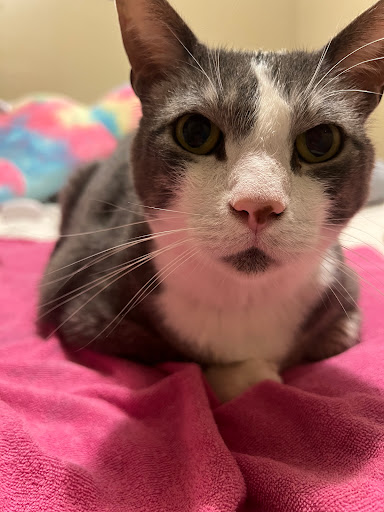 Oakley Veterinary Services