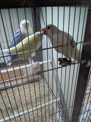 Parrot shops in Toulouse