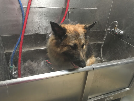 Pet Groomer «Spoiled Petz Pet Store and Grooming», reviews and photos, 12030 Donner Pass Rd #1, Truckee, CA 96161, USA