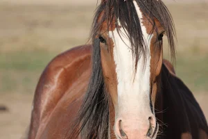 Sandy Creek Clydesdales image