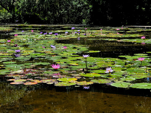 Botanical Garden «Brookgreen Gardens», reviews and photos, 1931 Brookgreen Garden Dr, Murrells Inlet, SC 29576, USA