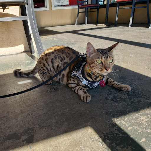 Pet Store «The Upper Paw», reviews and photos, 2809 Commerce St, Dallas, TX 75226, USA