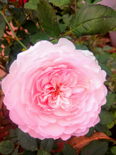 Vườn Thiên Điểu Bùi Chí