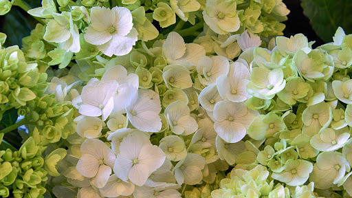 Florist «Tiger Lily Florist Inc.», reviews and photos, 131 Spring St, Charleston, SC 29403, USA