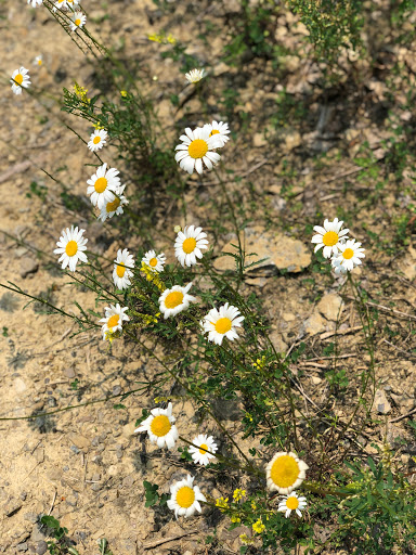 Park «Trammel Fossil Park», reviews and photos, Tramway Dr, Sharonville, OH 45241, USA