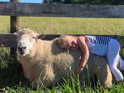 Bow Peep Sheep Shearing