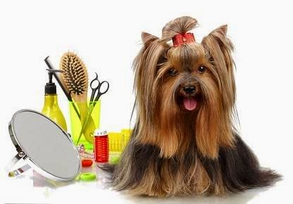 Plymstock Dog Groomers - Plymouth - Plymouth