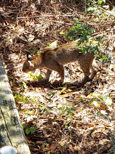 Golf Club «St. James Bay Golf Club», reviews and photos, 151 Laughing Gull Ln, Carrabelle, FL 32322, USA